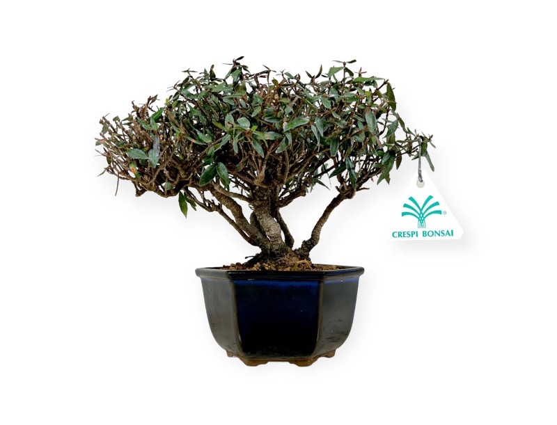 Trachelospermum asiaticum – 21 cm