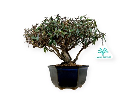 Trachelospermum asiaticum – 21 cm
