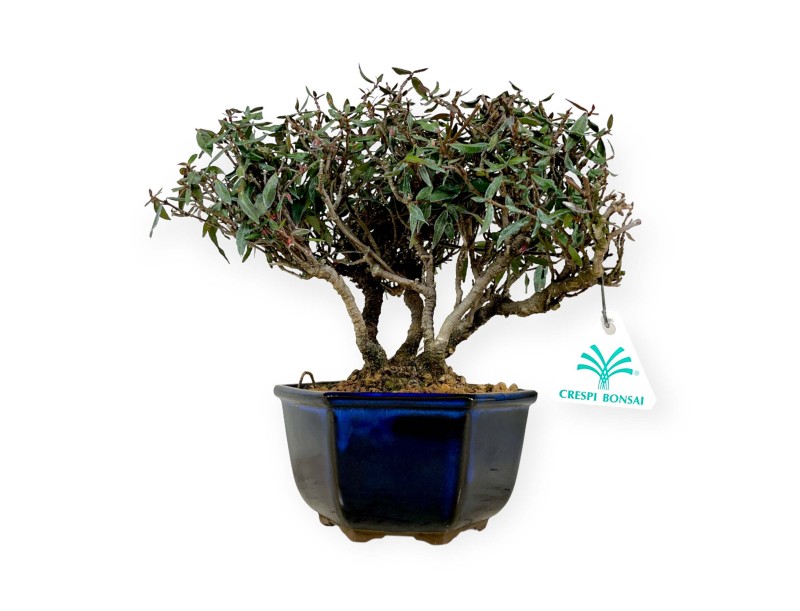Trachelospermum asiaticum – 21 cm