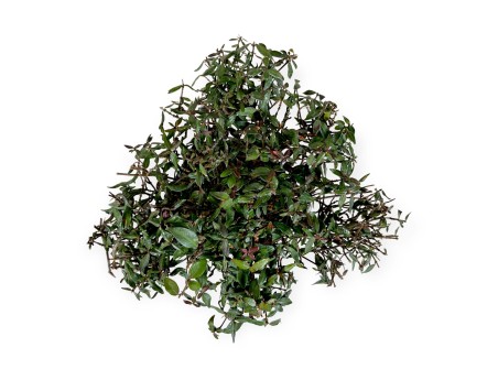 Trachelospermum asiaticum – 21 cm