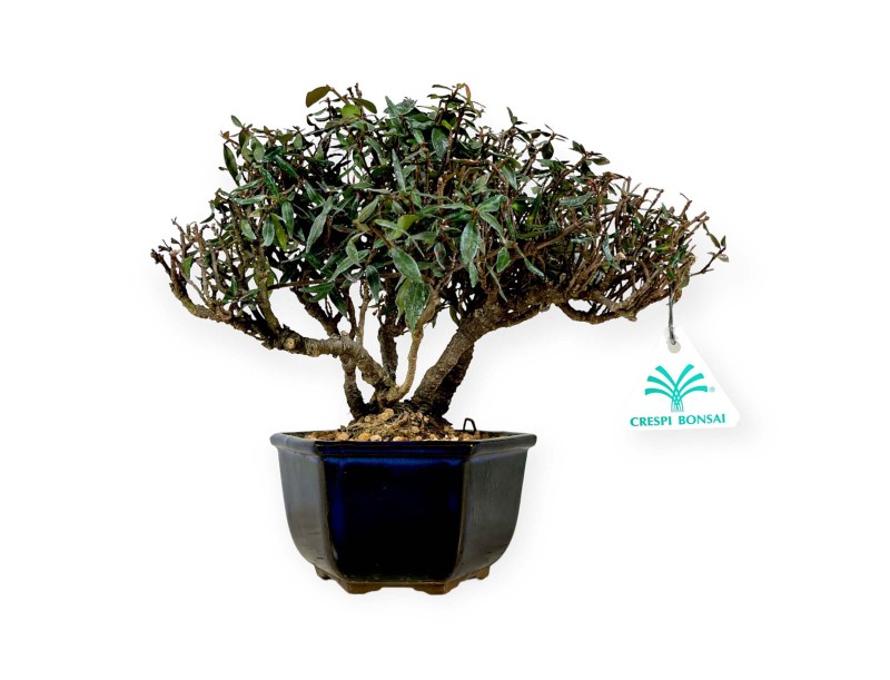 Trachelospermum asiaticum – 21 cm