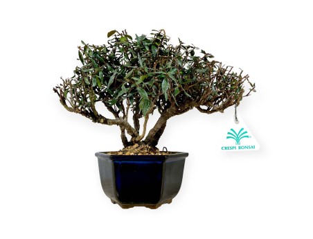 Trachelospermum asiaticum – 21 cm