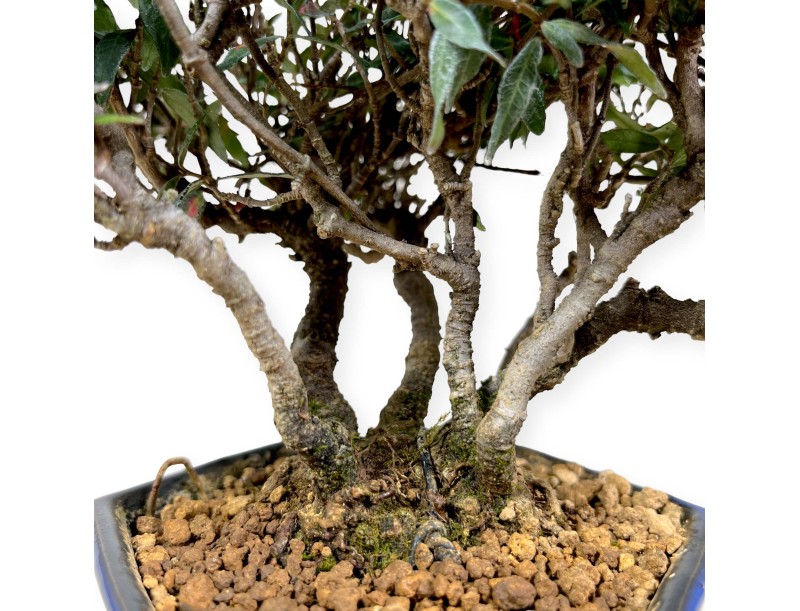 Trachelospermum asiaticum – 21 cm