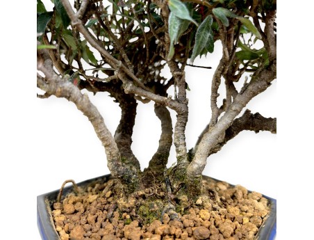 Trachelospermum asiaticum – 21 cm