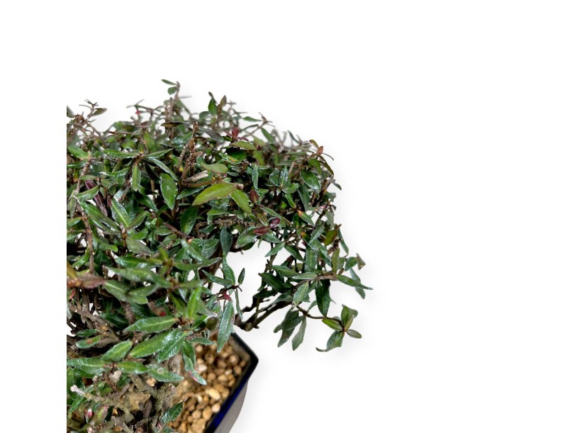 Trachelospermum asiaticum – 21 cm