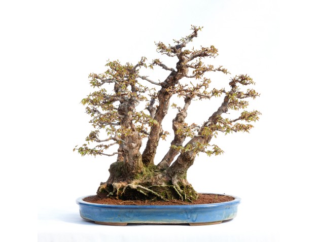 Acer buergerianum - 78 cm