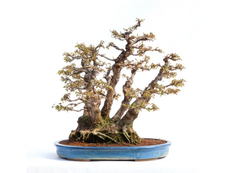 Acer buergerianum - 78 cm
