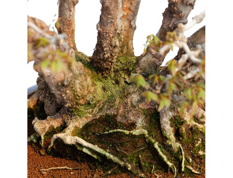 Acer buergerianum - 78 cm