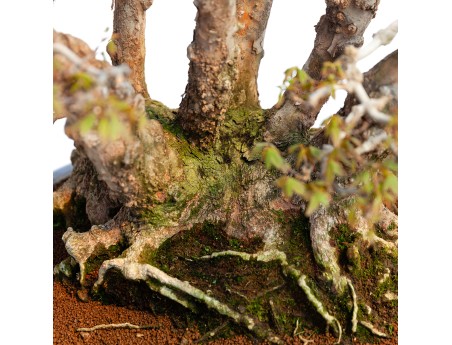 Acer buergerianum - 78 cm