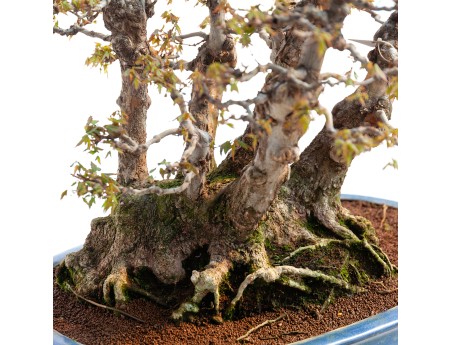 Acer buergerianum - 78 cm