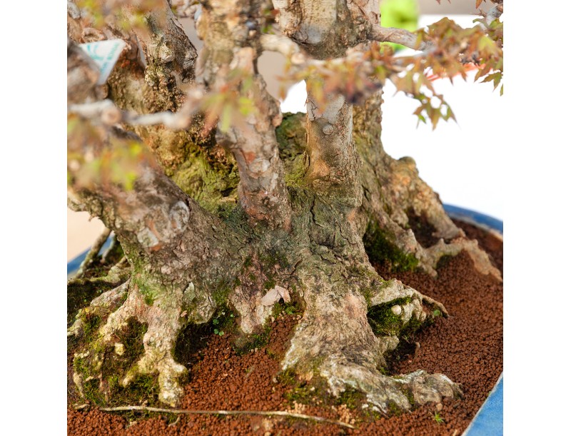 Acer buergerianum - 78 cm