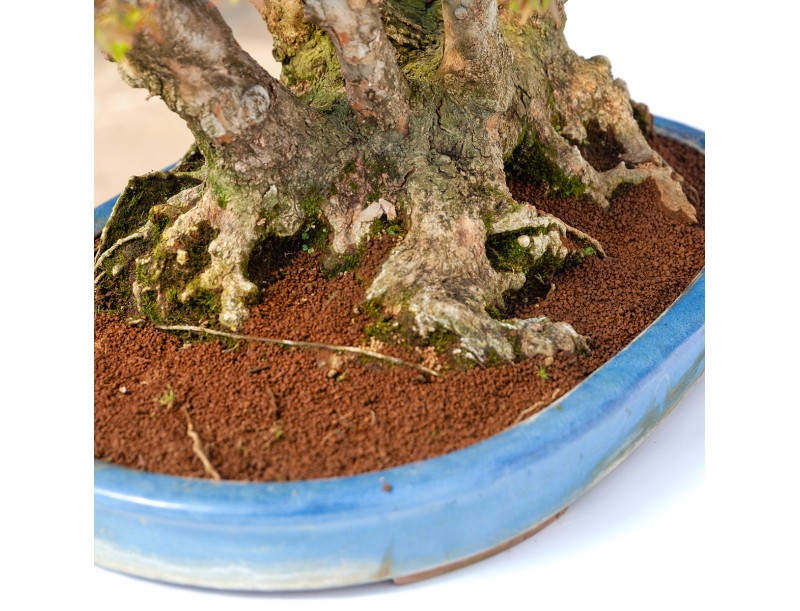 Acer buergerianum - 78 cm