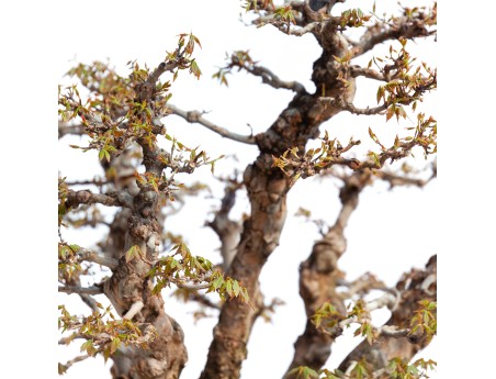 Acer buergerianum - 78 cm