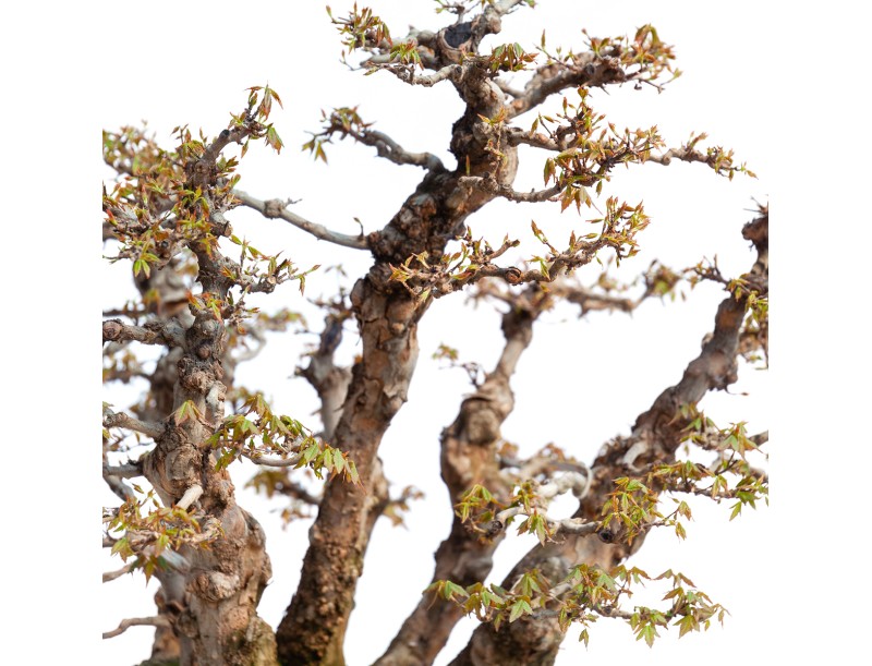 Acer buergerianum - 78 cm
