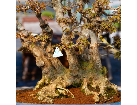 Acer buergerianum - 78 cm