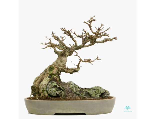 Acer buergerianum - arce - 44 cm