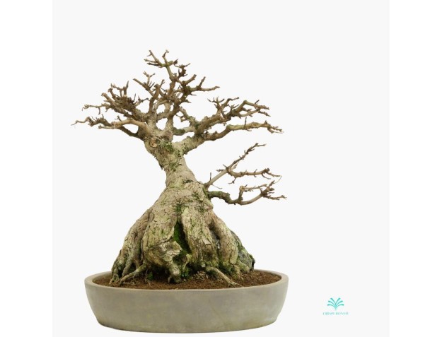 Acer buergerianum - érable - 44 cm 2
