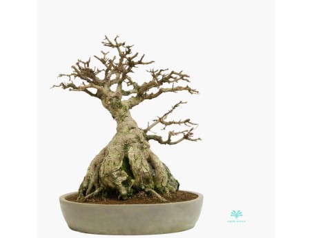 Acer buergerianum - maple - 44 cm