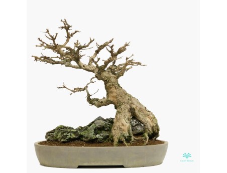 Acer buergerianum - érable - 44 cm