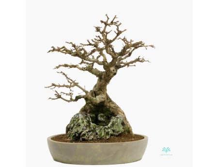 Acer buergerianum - maple - 44 cm