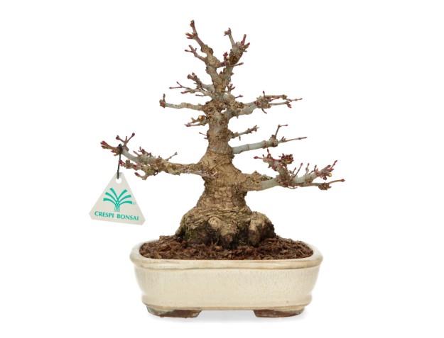 Acer palmatum - maple - 24 cm