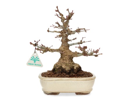 Acer palmatum - acero - 24 cm