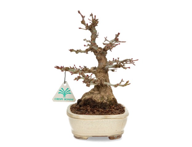 Acer palmatum - acero - 24 cm 2