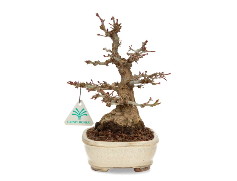 Acer palmatum - érable - 24 cm