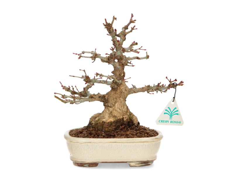 Acer palmatum - érable - 24 cm