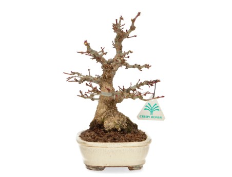 Acer palmatum - érable - 24 cm