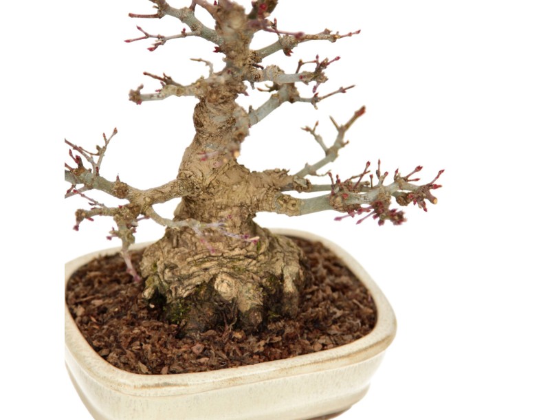 Acer palmatum - érable - 24 cm
