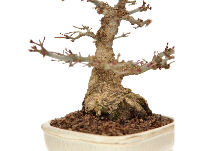 Acer palmatum - érable - 24 cm