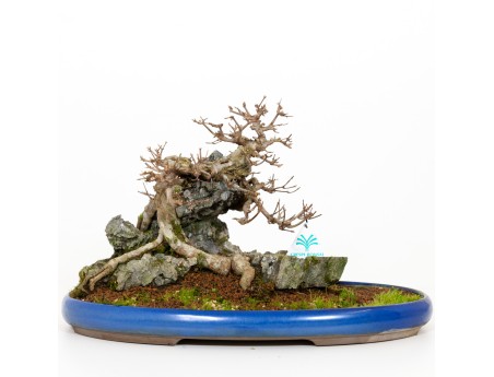 Acer buergerianum - 31 cm