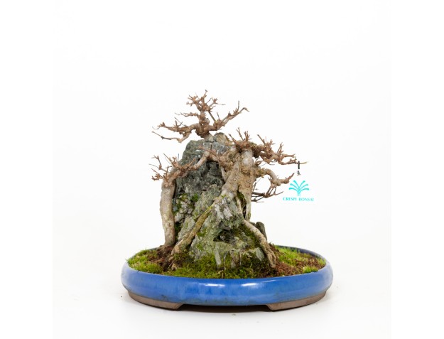 Acer buergerianum - Acero - 31 cm 2