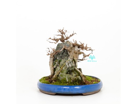 Acer buergerianum - 31 cm