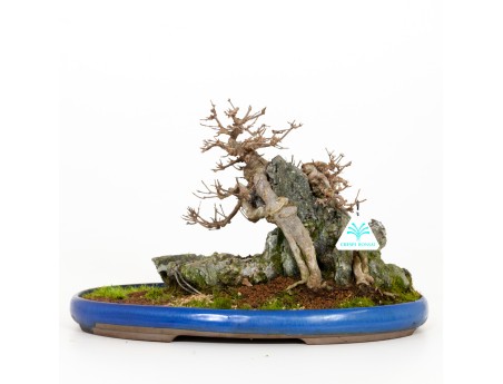 Acer buergerianum - Érable - 31 cm