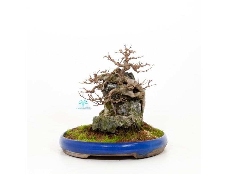 Acer buergerianum - 31 cm