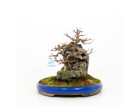 Acer buergerianum - 31 cm