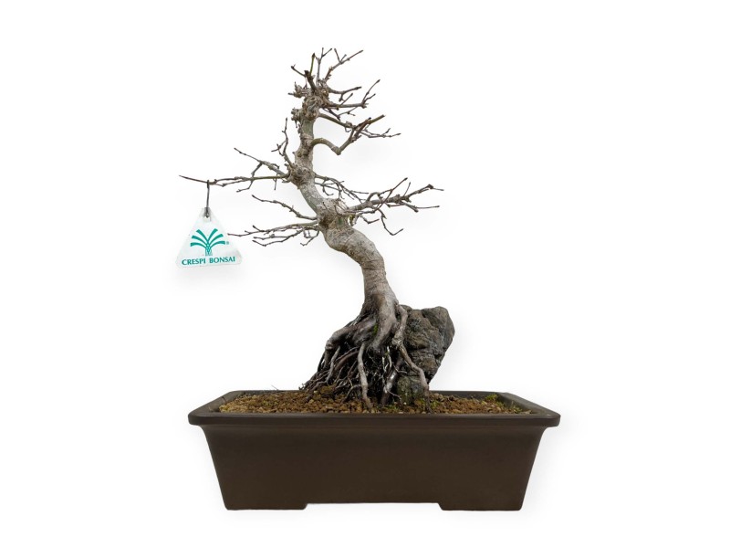 Acer palmatum - Maple - 40 cm
