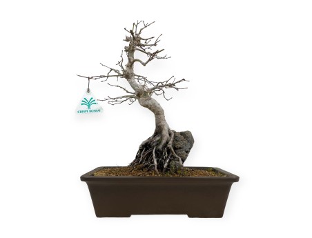Acer palmatum - Maple - 40 cm