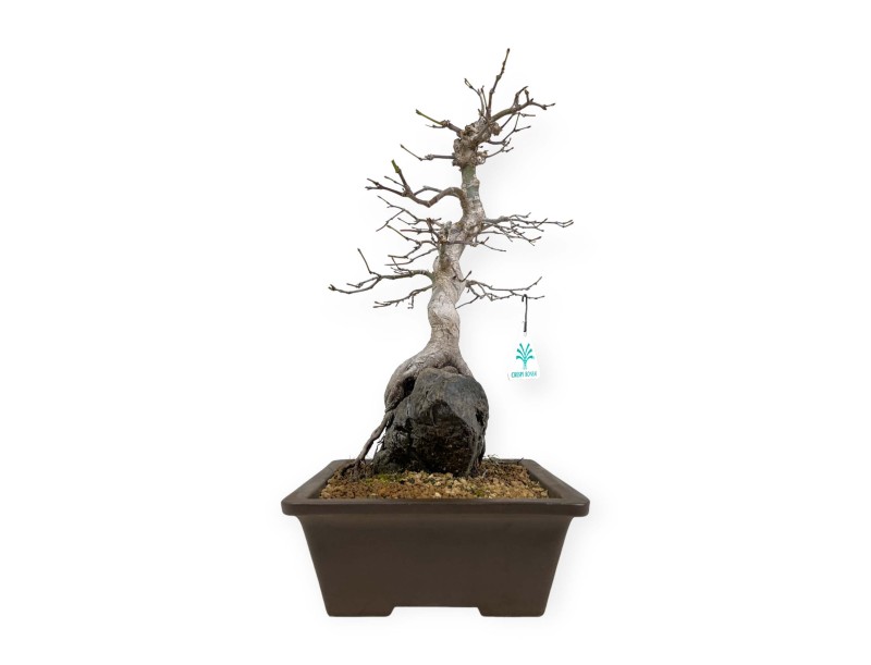 Acer palmatum - Ahorn - 40 cm