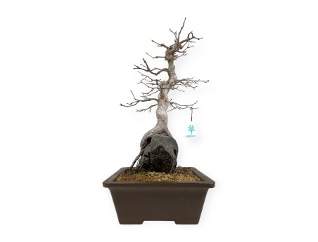 Acer palmatum - Érable - 40 cm