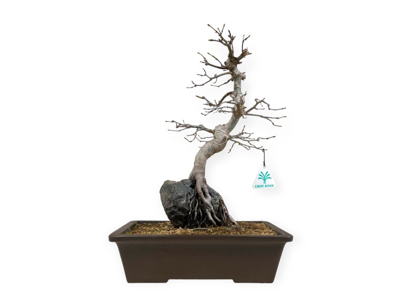 Acer palmatum - Érable - 40 cm
