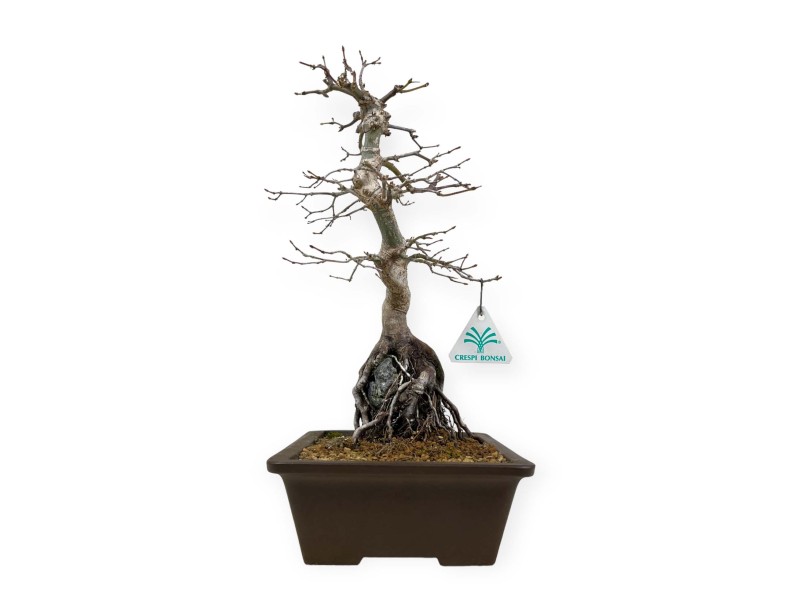 Acer palmatum - Érable - 40 cm