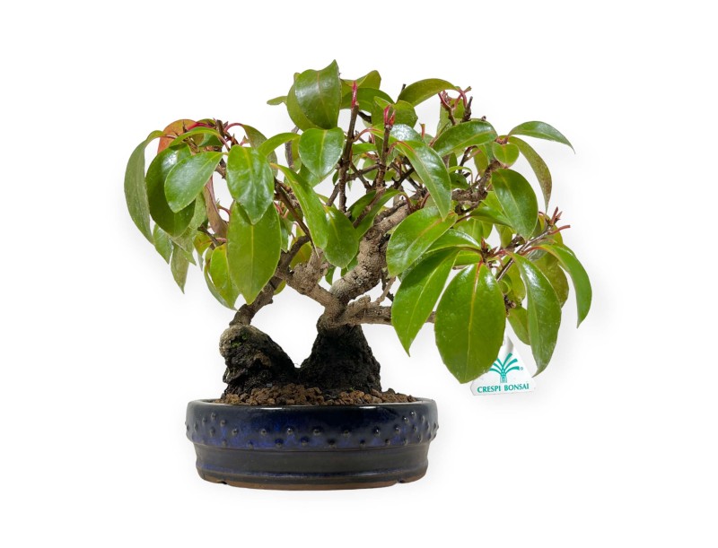 Kadsura japonica - 25 cm