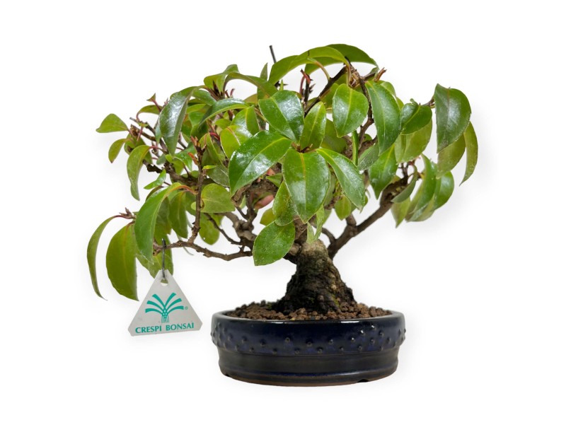 Kadsura japonica - 25 cm