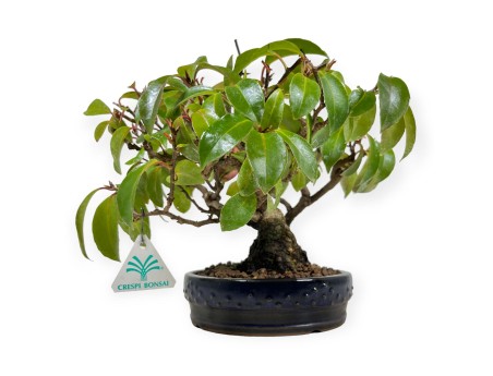 Kadsura japonica - 25 cm