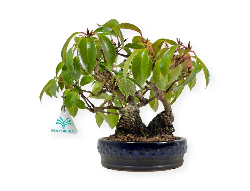 Kadsura japonica - 25 cm