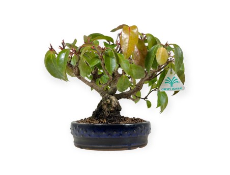 Kadsura japonica - 25 cm