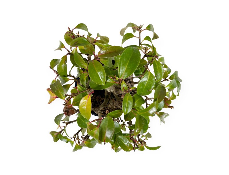 Kadsura japonica - 25 cm